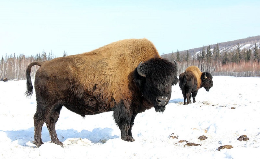 Лесной бизон - крупнейший вид бизонов современности. Кстати, на снимке бизоны в Яктуском бизонарии в Усть-Буотама.