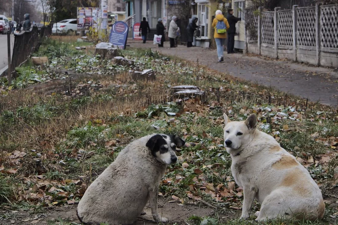 Почему в крупных городах бездомные собаки часто ооочень толстые?1