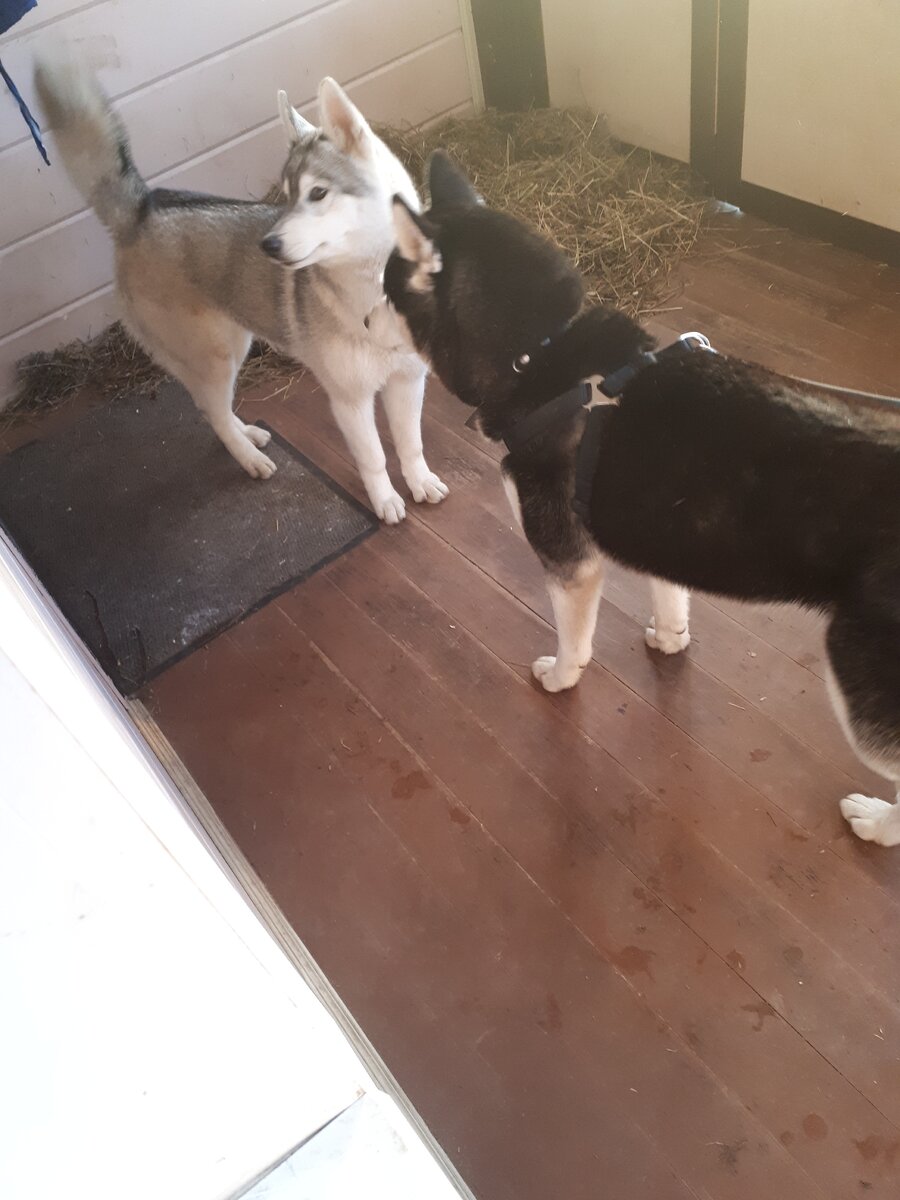 Разборки на крыльце