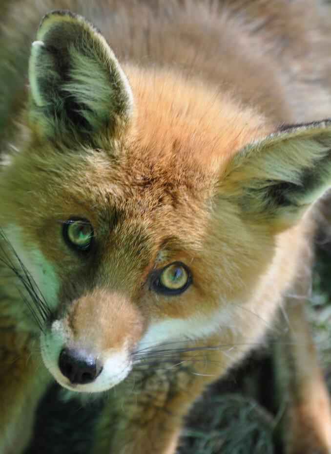 Кто скунс? Я скунс? ("Fox get me out of here eyes" by Harlequeen is licensed under CC BY 2.0)