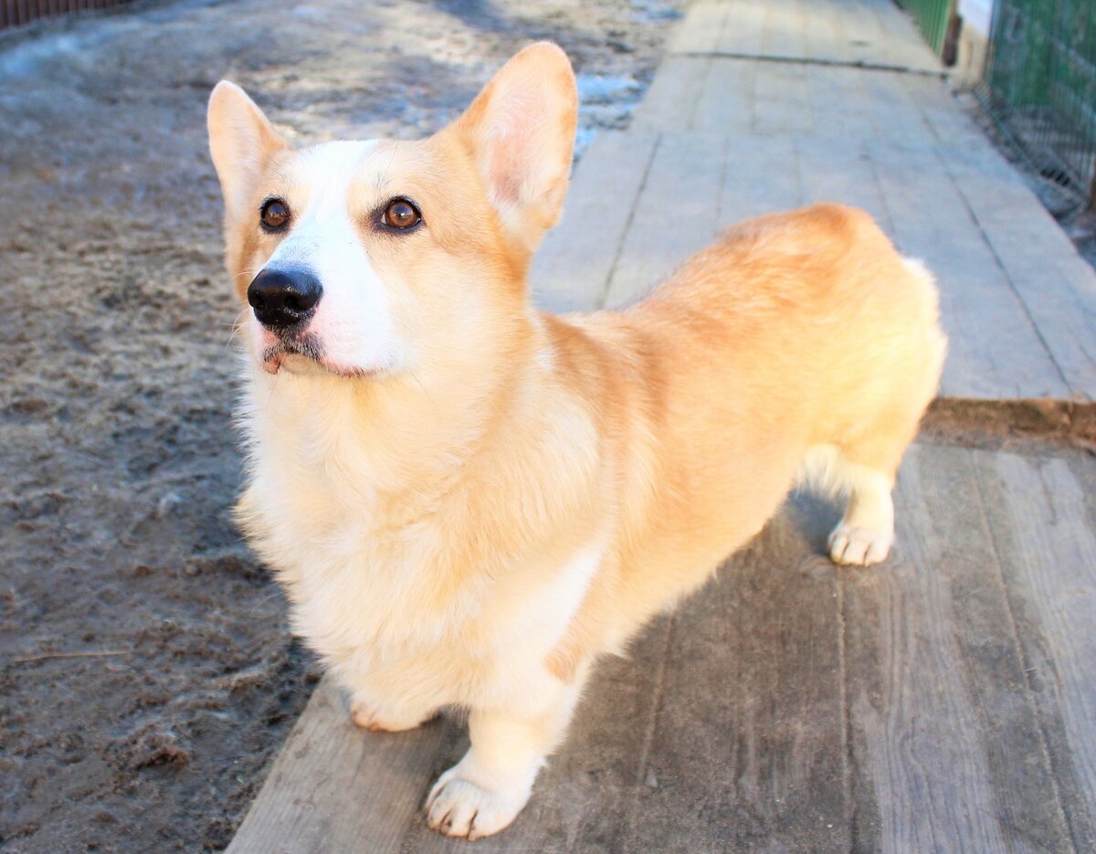 Задумчивый Эльф