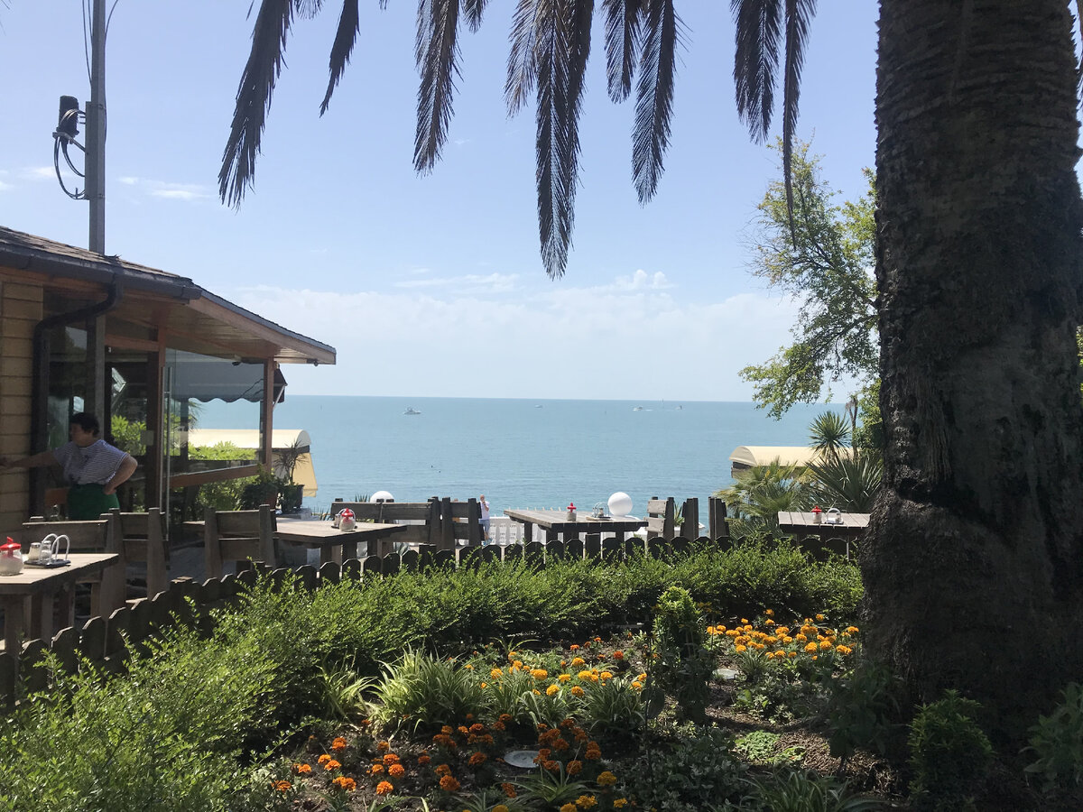 У пальмы вид из за столика