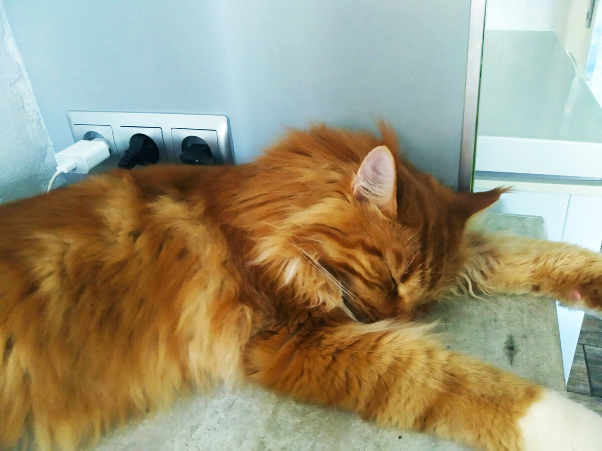 Мейн кун Степа.