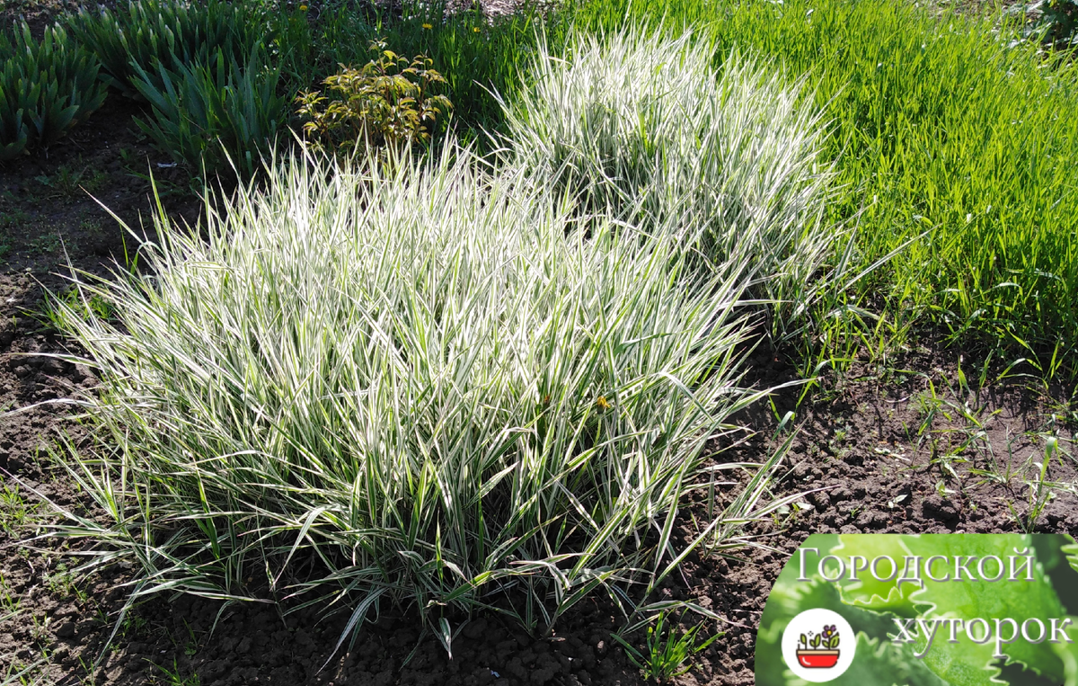 Такие кустики запросто смогут украсить приусадебный участок