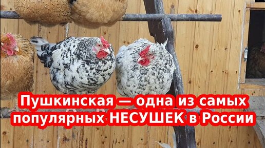 Порода кур Пушкинская — одна из самых популярных в России НЕСУШКА