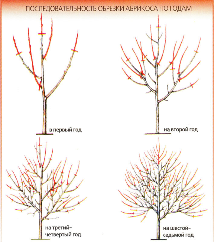 обрезка абрикоса