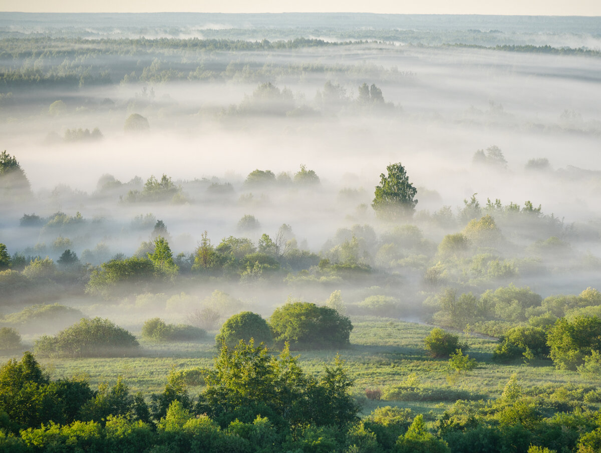 магия тумана  над лесом ( фото автора)