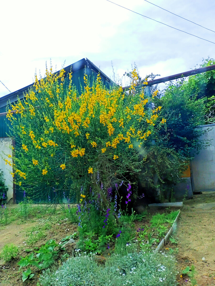 Личное фото. Что-то цветёт.