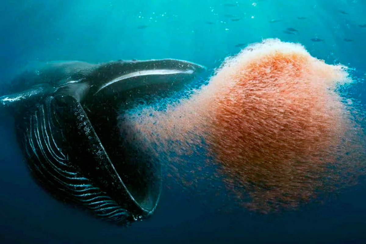 Casino whale