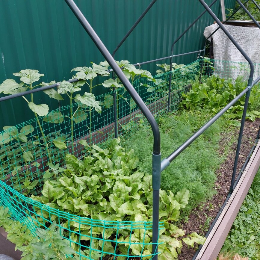 Так растут овощи в моём огородике. А ещё и мята.