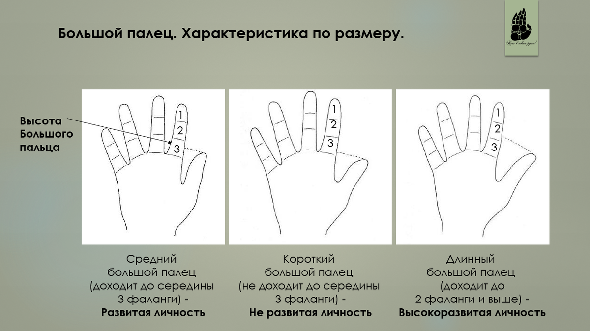 Высота большого пальца