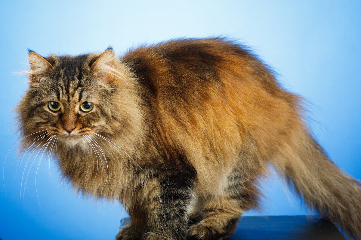 автор: Марк Стельмах