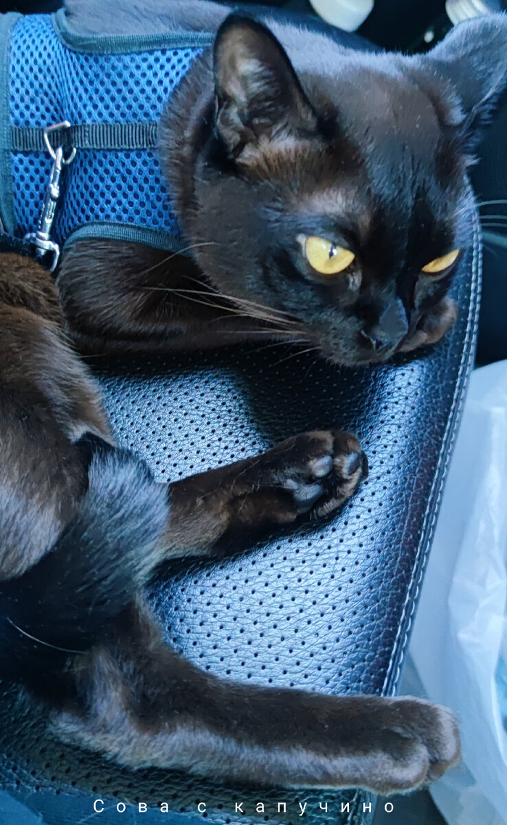 Вот он, опытный путешественник! 