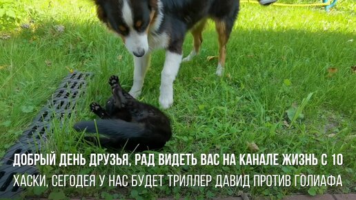 Download Video: Котенок 