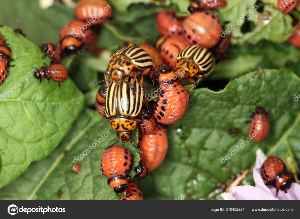 Колорадский жук и его личинки. Извините, если кому-то неприятно на них смотреть.