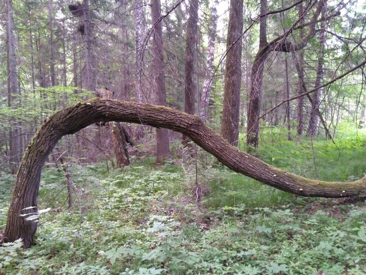 Аномальная зона пермского края