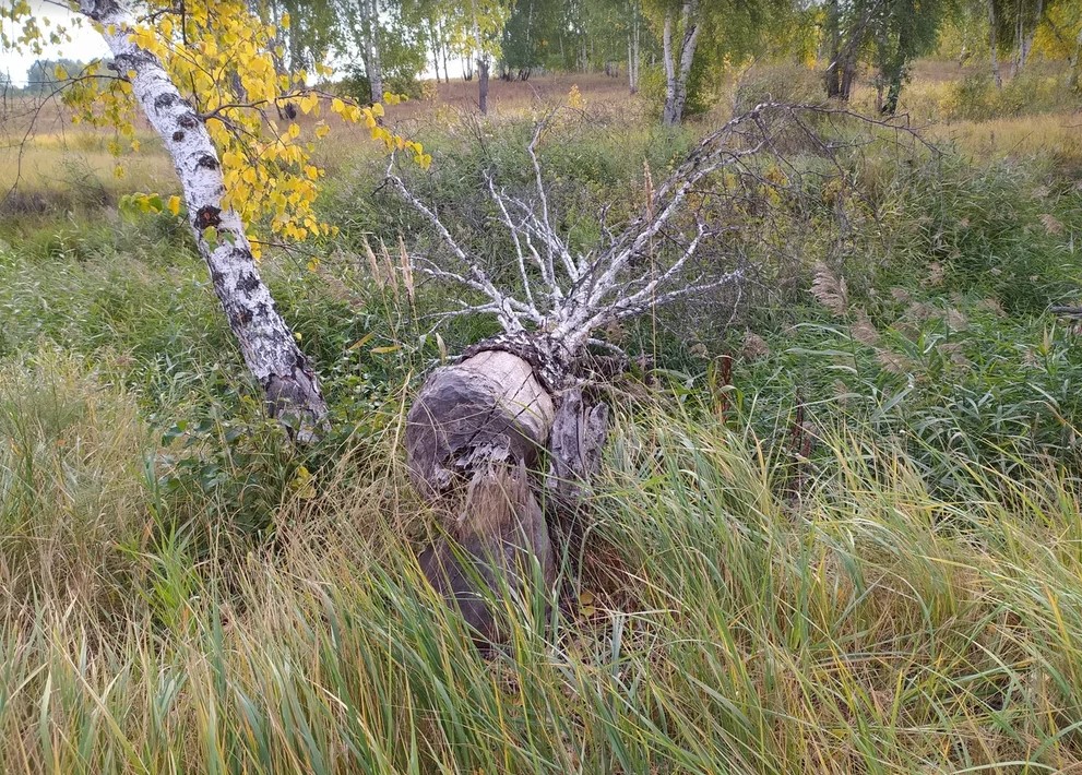 Удивительные явления из наших зауральских лесов - продолжаю прогуливать световой день4