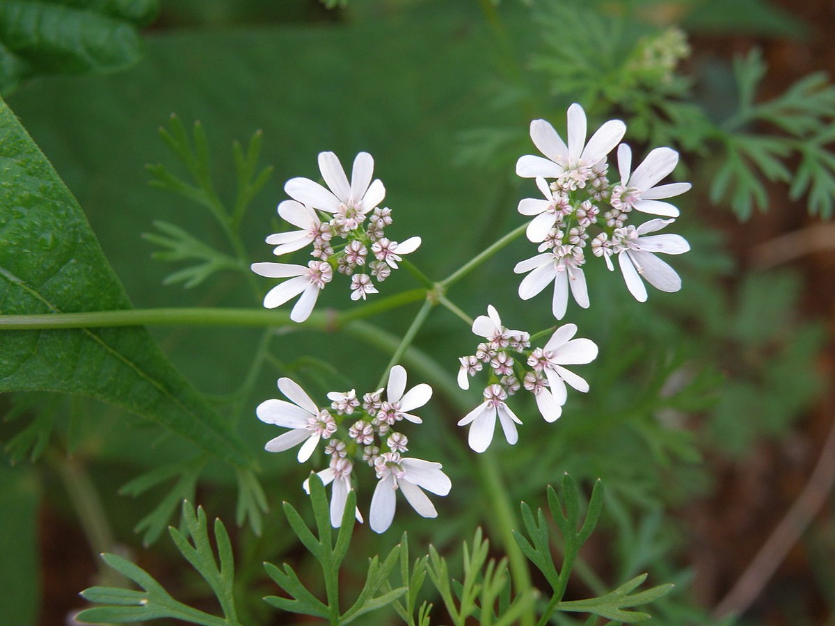 Цветущая кинза