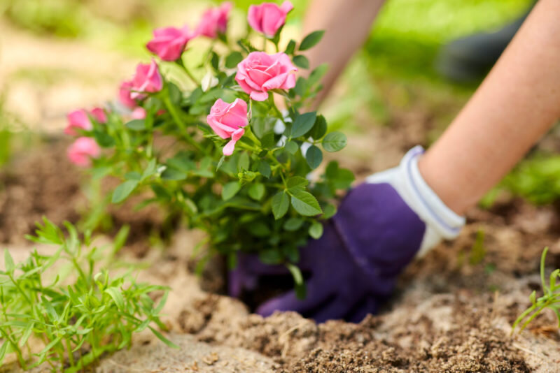 Пересадку роз тоже делала осенью