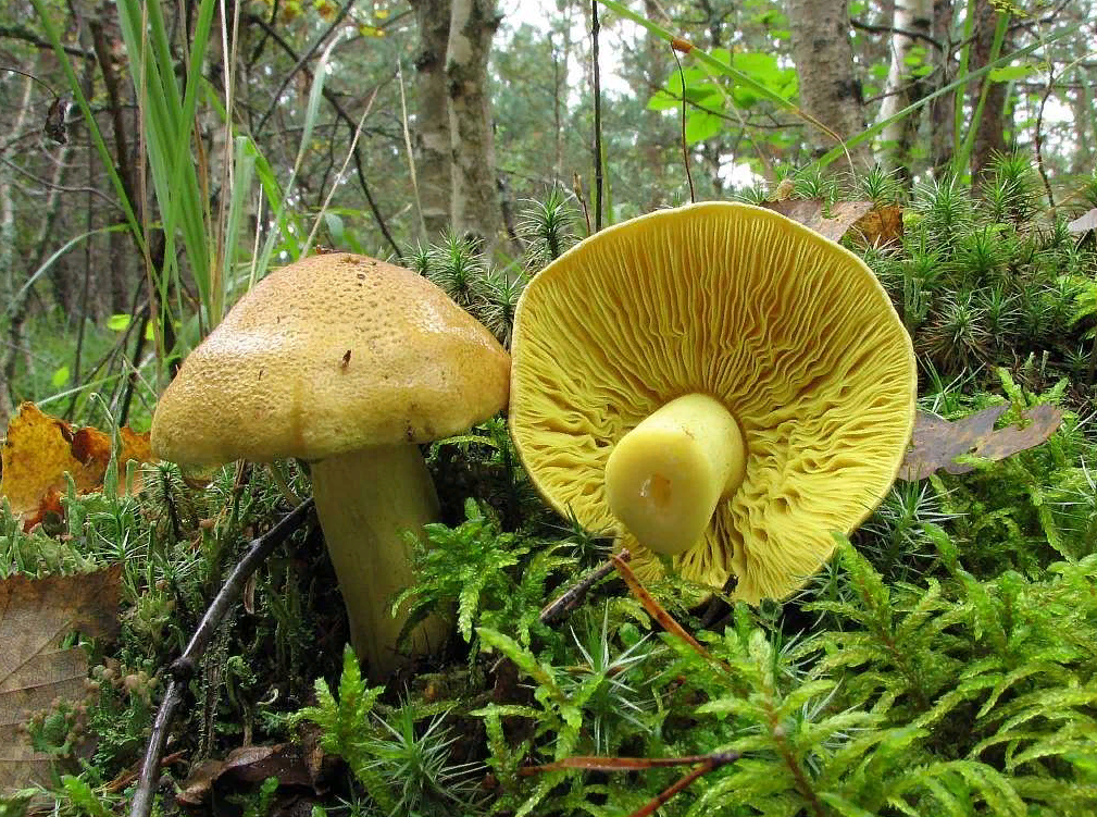 Рядовка лиственная или зеленушка осиновая