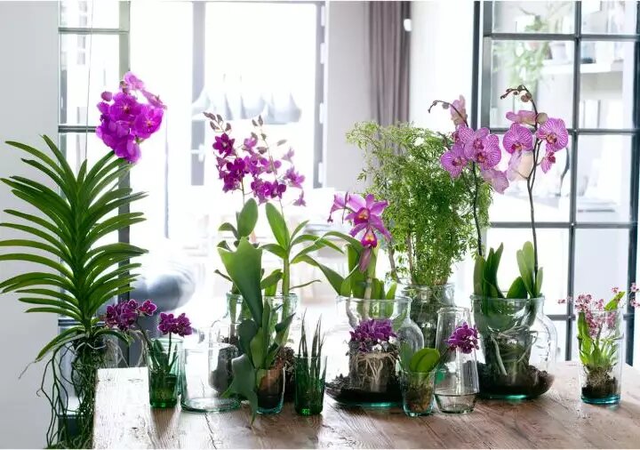 Фото: Цветы будут радовать вас красотой в холодное время года.