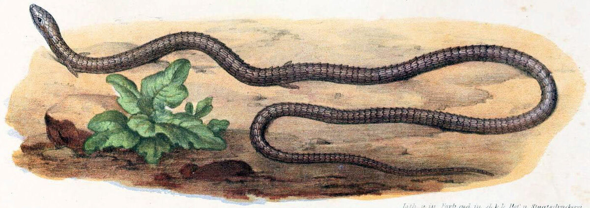 Это же многоножка! Только ножек мало...