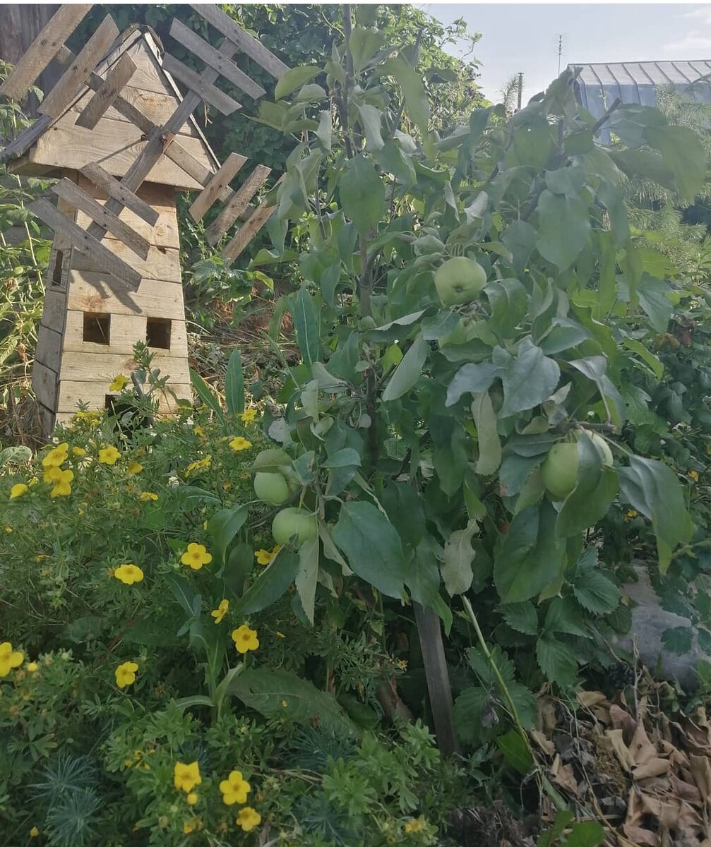 Наша грушовка Московская