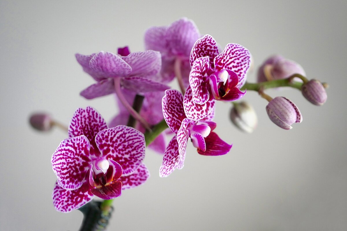 Орхидеи Orchid