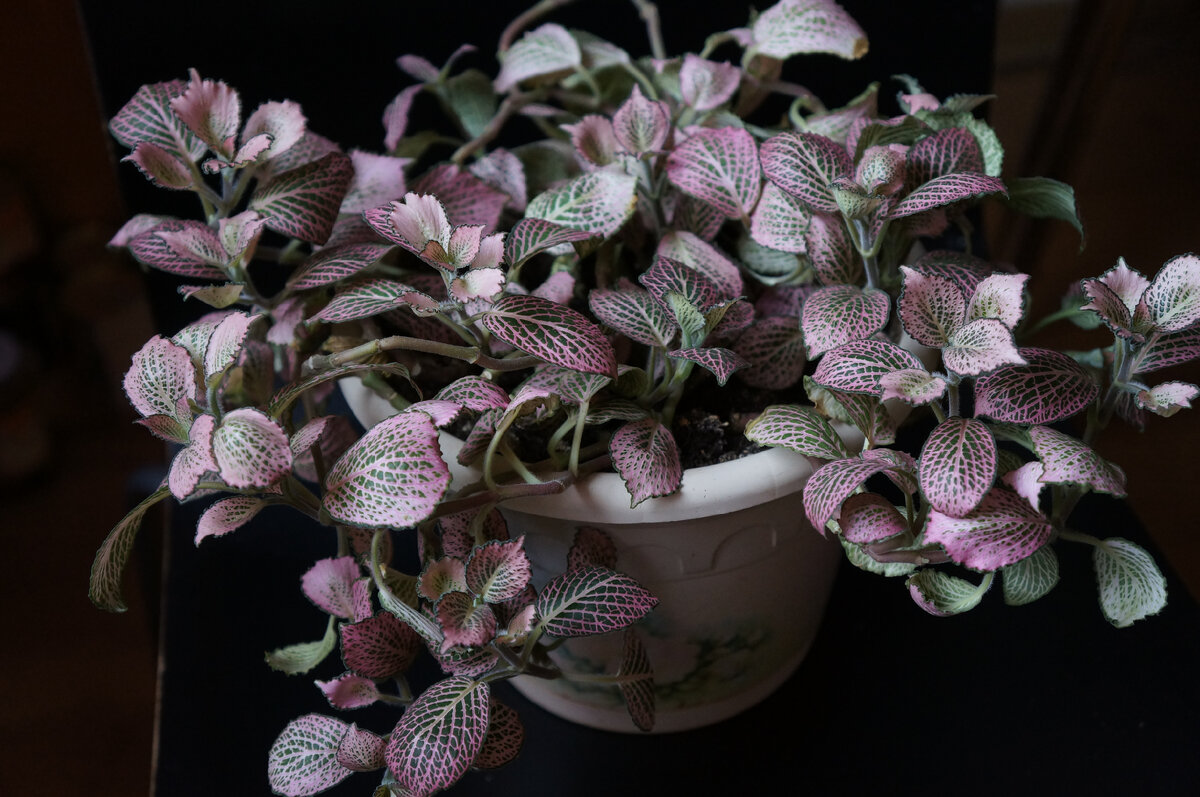 Фиттония Вершаффельта (F.verschaffelii)