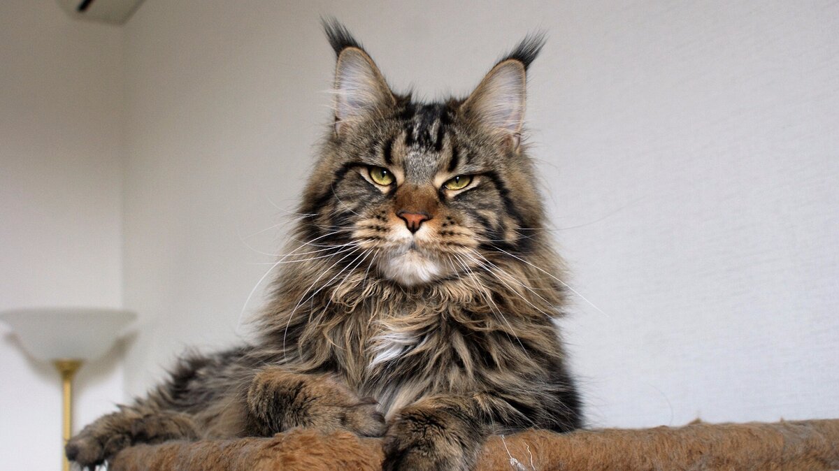 Фото из личного архива. Тут Грею 10 месяцев