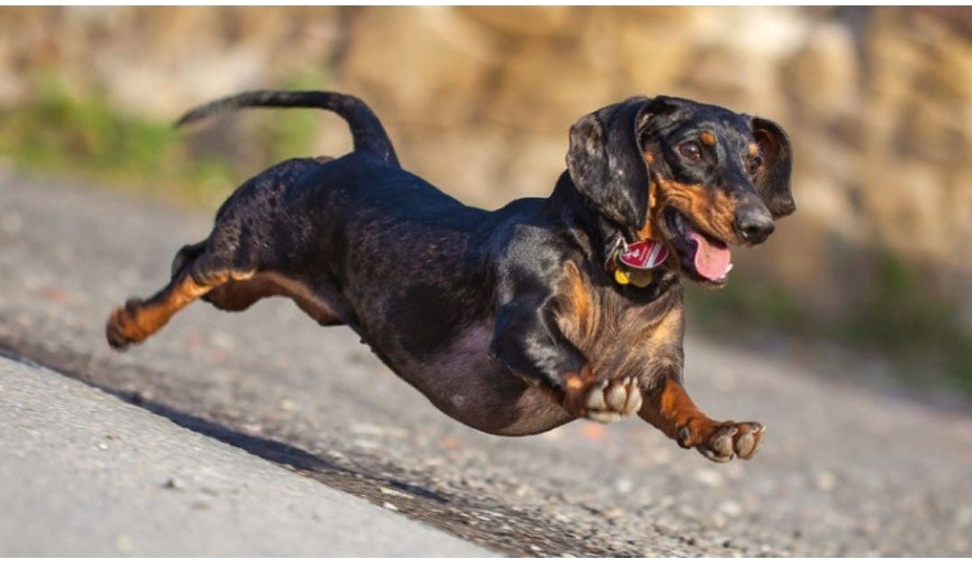 Торопится всех любить! Примерно так. Фото взято из интернета (очень похоже).