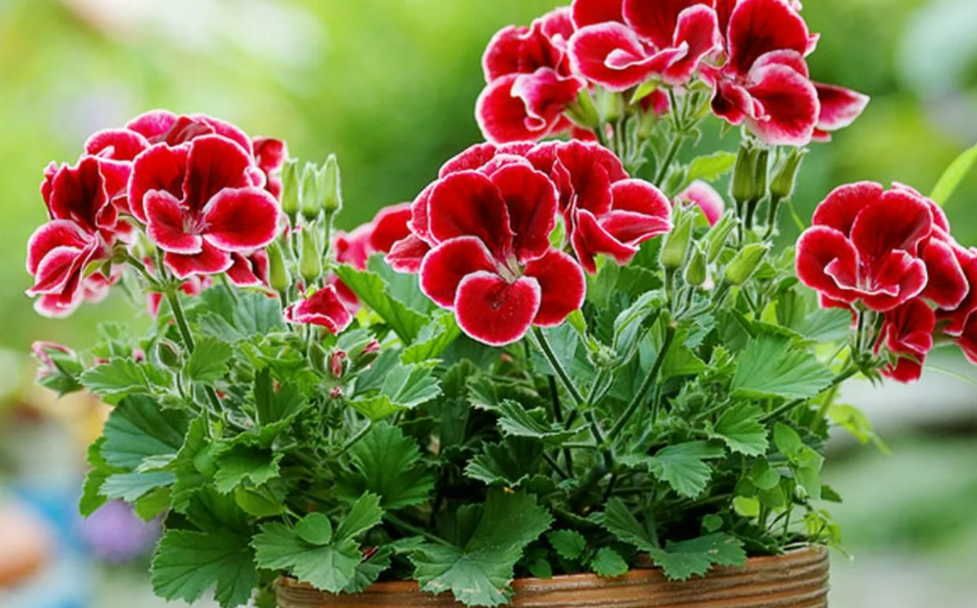 Фотография взята из источника pocvetam.ru  