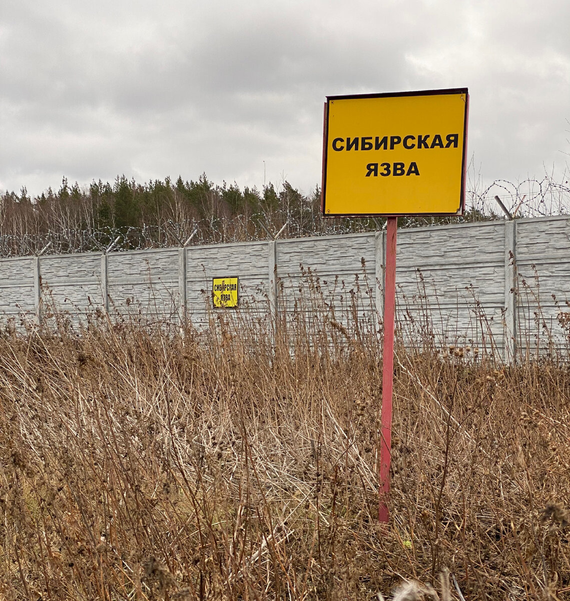 Сибирская язва в екатеринбурге. Могильник сибирской язвы. Захоронение сибирской язвы. Захоронение сибирской язвы карта. Могильники сибирской язвы на карте.