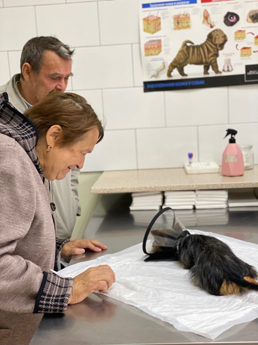 Помощь собаке Кнопке