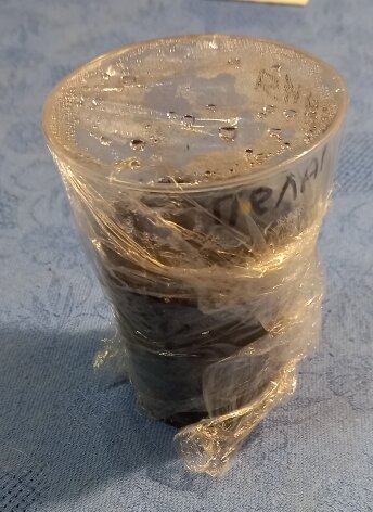 Будущая рассада в индивидуальном стаканчике. Пленка держит тепло и влагу, главный принцип проветриваем каждый день.