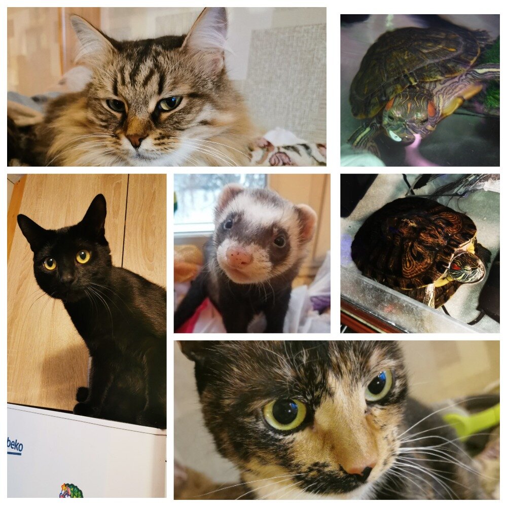 Кто-кто в теремочке живет...
