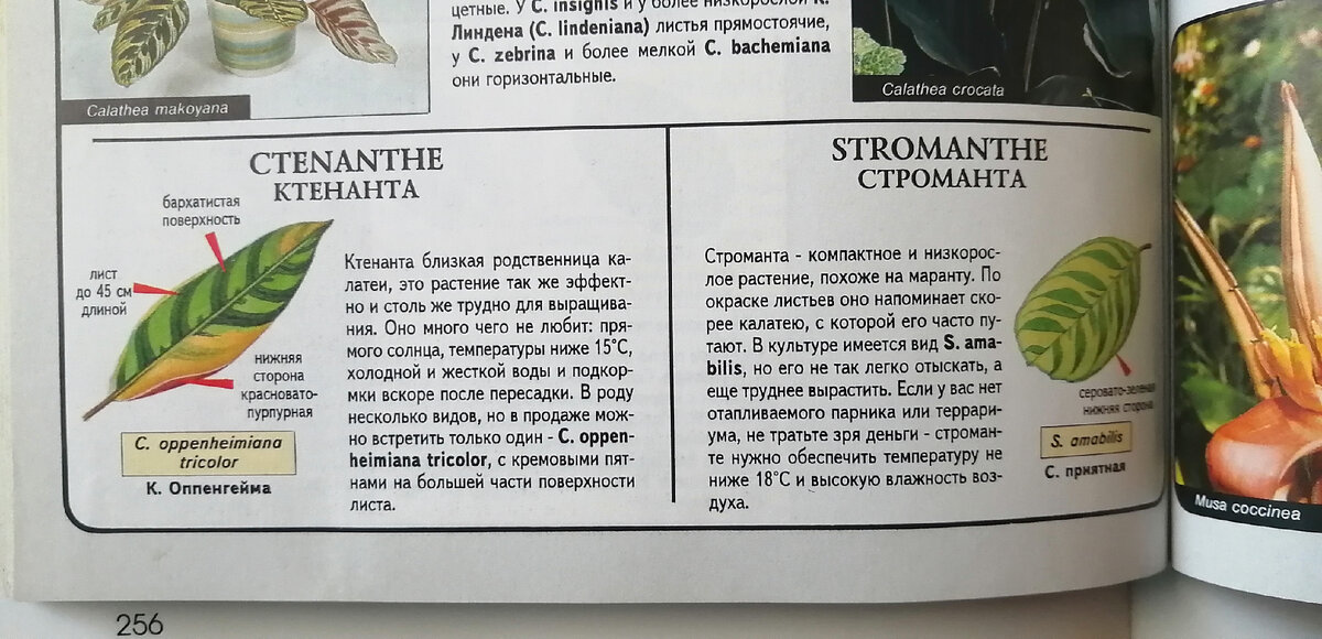 Фото страницы книги " Все о комнатных растениях"