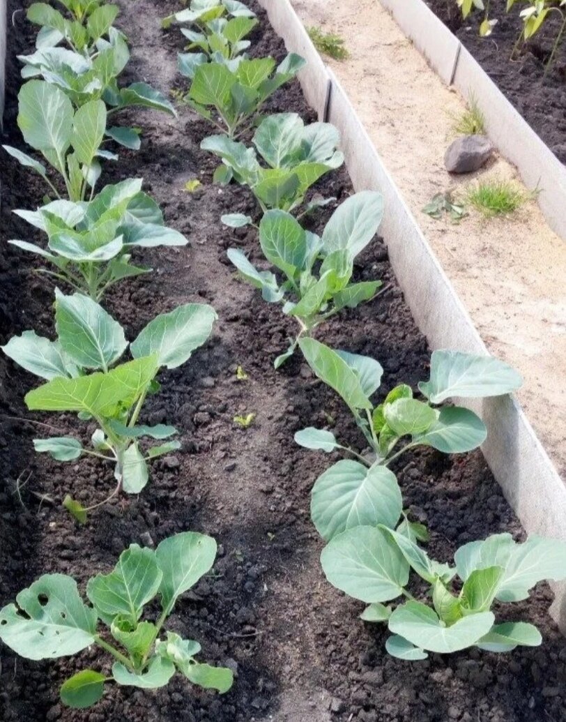 Посаженная рассада в открытый грунт.