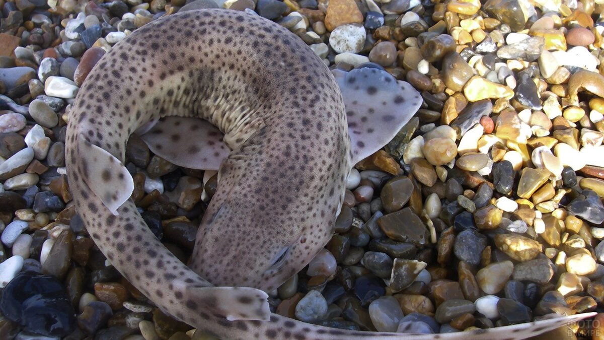 Пятнистая кошачья акула 