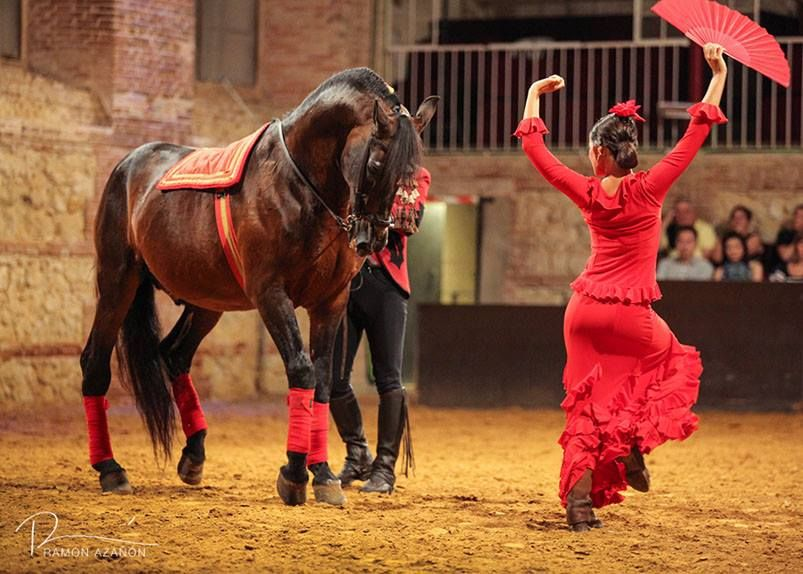 Танец лошадки. Андалузская лошадь фламенко. Танец с лошадью. Танцующая с лошадьми. Лошадь танцует.