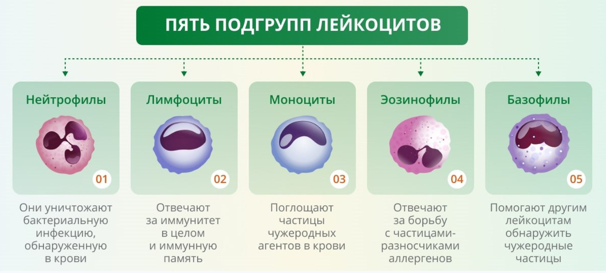 Лейкоциты ниже 3. Лейкоциты клетки иммунной системы. 5 Подгрупп лейкоцитов. Лейкоциты в крови 4,09. Типы лейкоцитов и их функции.