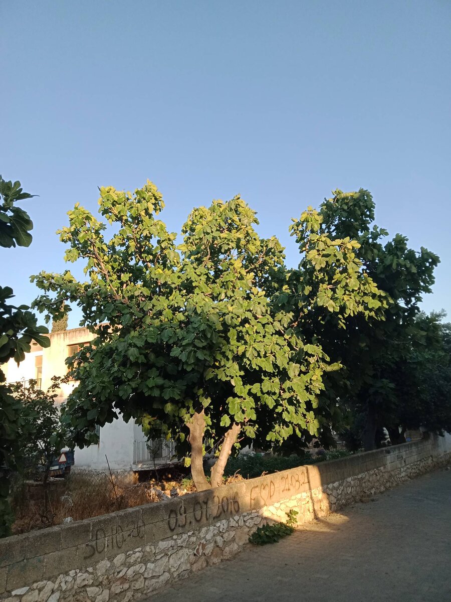 Несколько деревьев растут в соседнем дворе