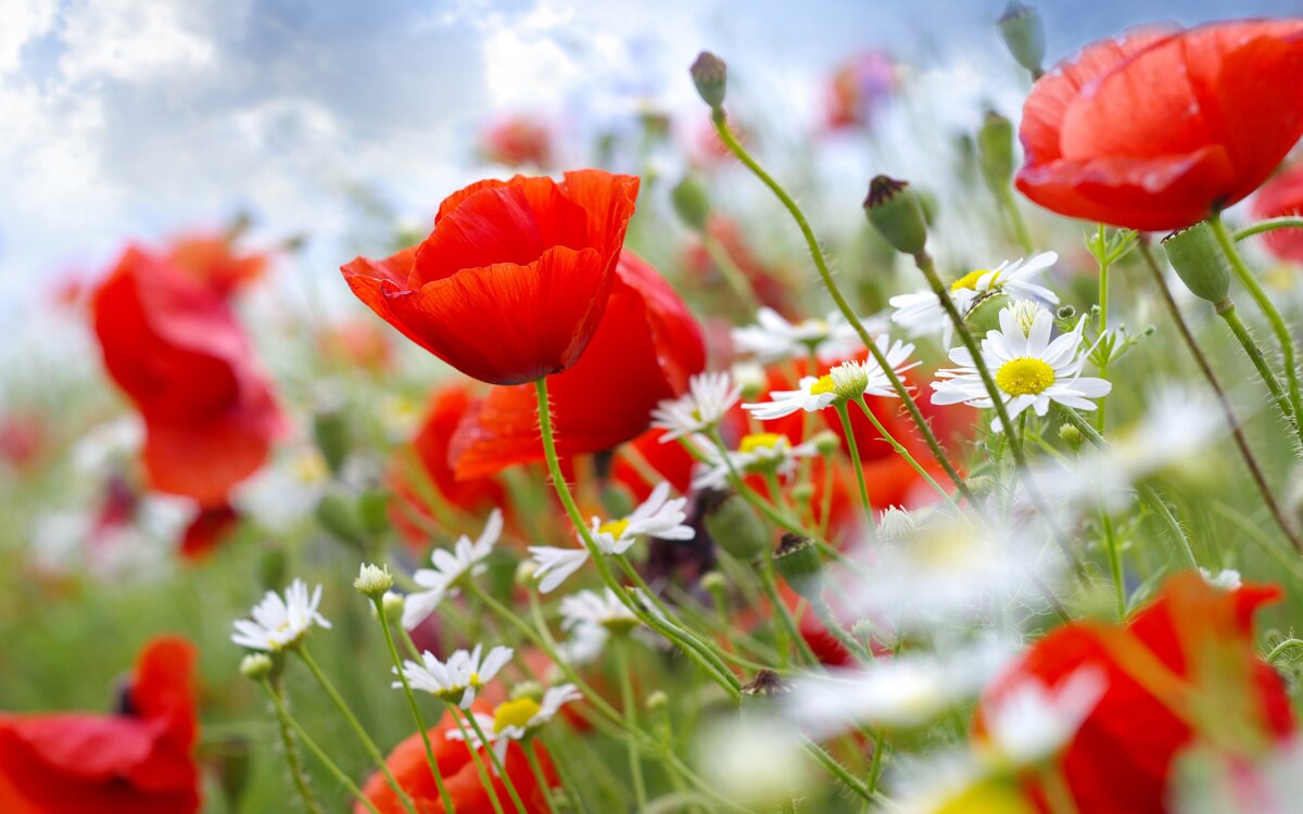 из открытых источников