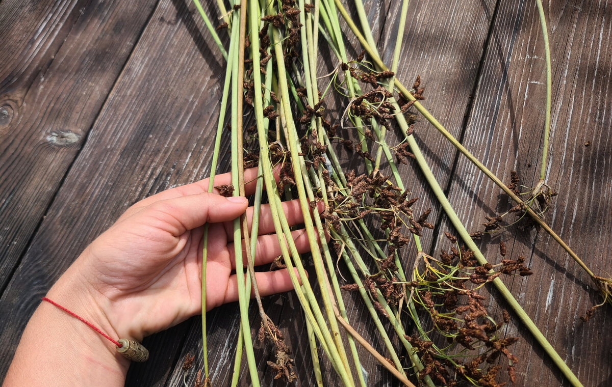 злаковые метелки