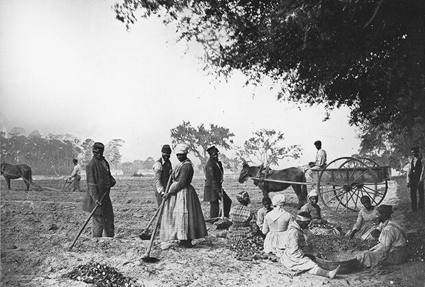 Рабы на плантации 
Фото: Henry P. Moore / Library of Congress