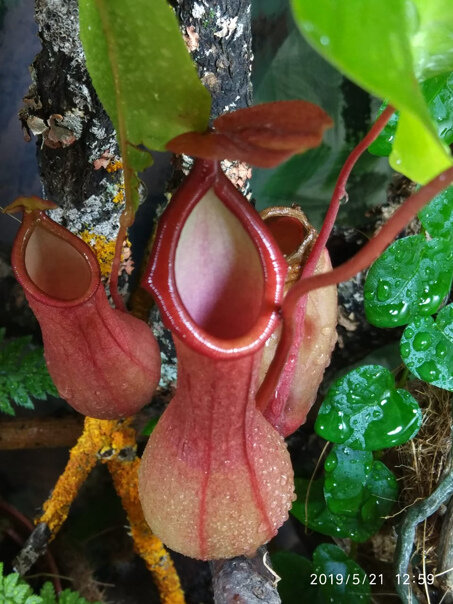 Непентес. Ботанический отдел зоологического музея и гербария им. Эверсмана. 