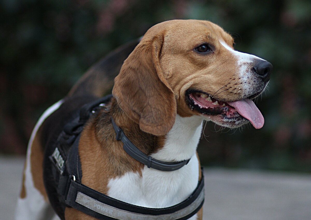 Фото 1 собаки. Caine Beagle.