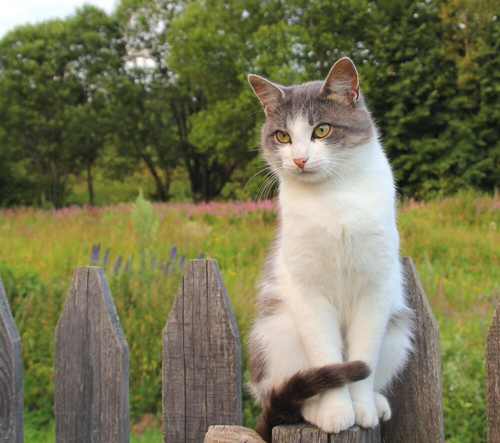 Кот в деревне