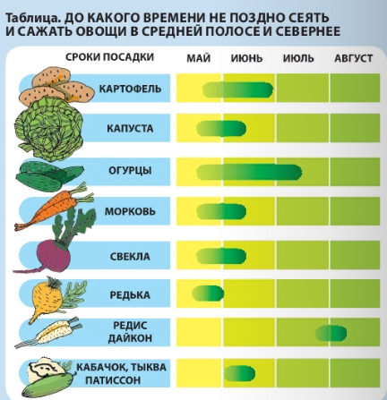 Сеянный поздно. Сеянный поздно. Кто позднл сеят. Пословица кто поздно сеет тот редко веет. Свекла на рассаду когда сеять в 2022.