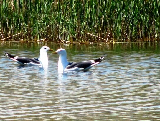 Чайки на пролете у Старой плотины